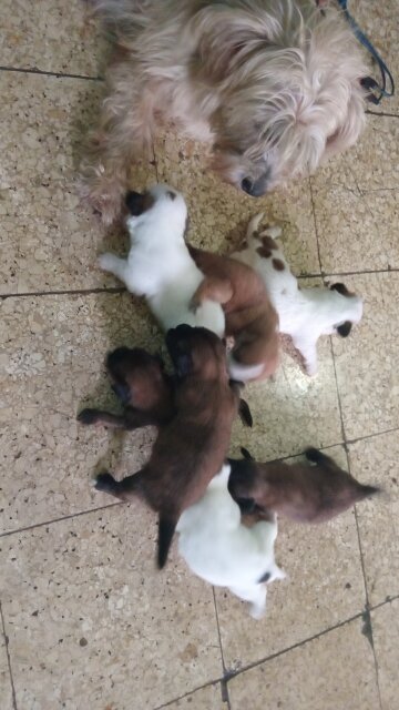 Pomeranian Mixed With Shotzu Pups For Sale