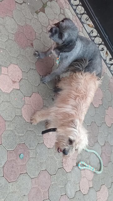 Pomeranian Mixed With Shotzu Pups For Sale Dogs Maypen,clarendon