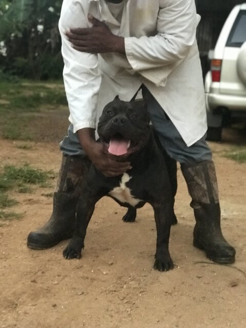 Stud Service Available