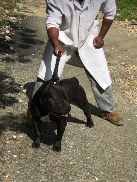 Stud Service Available Dogs Ocho Rios