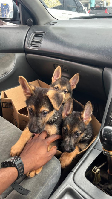 9 Week Old German Shepherd Pups For Sale!!!!