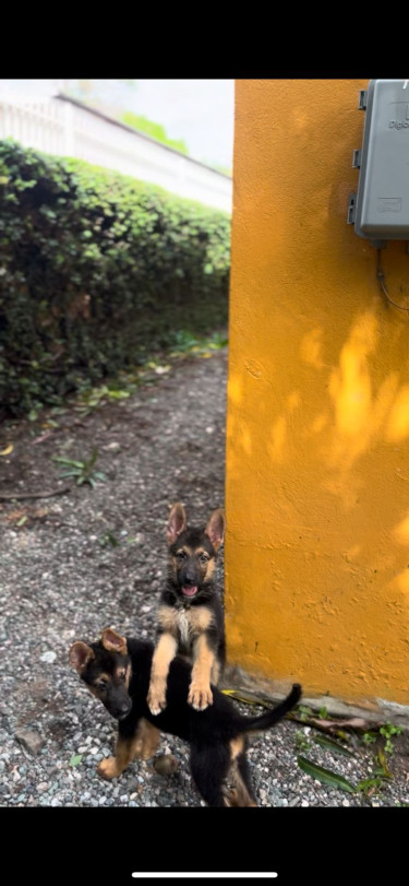 9 Week Old German Shepherd Pups For Sale!!!!
