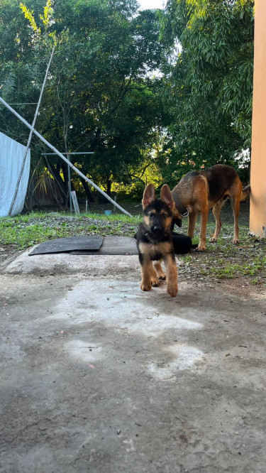9 Week Old German Shepherd Pups For Sale!!!!