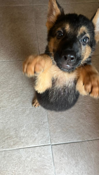 9 Week Old German Shepherd Pups For Sale!!!!