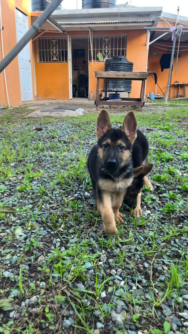 9 Week Old German Shepherd Pups For Sale!!!!