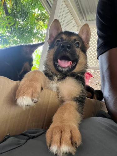 9 Week Old German Shepherd Pups For Sale!!!!