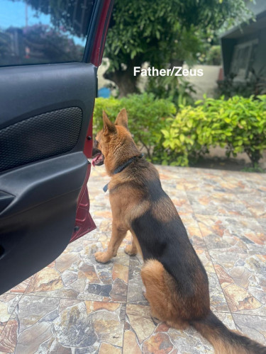 9 Week Old German Shepherd Pups For Sale!!!!
