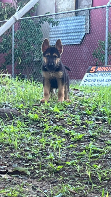 9 Week Old German Shepherd Pups For Sale!!!!