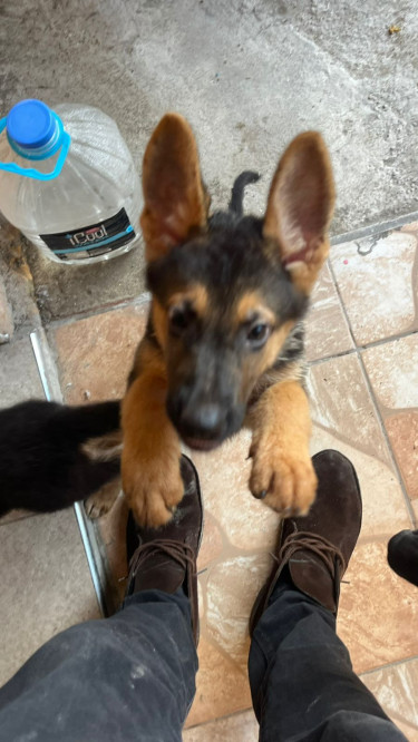 9 Week Old German Shepherd Pups For Sale!!!!