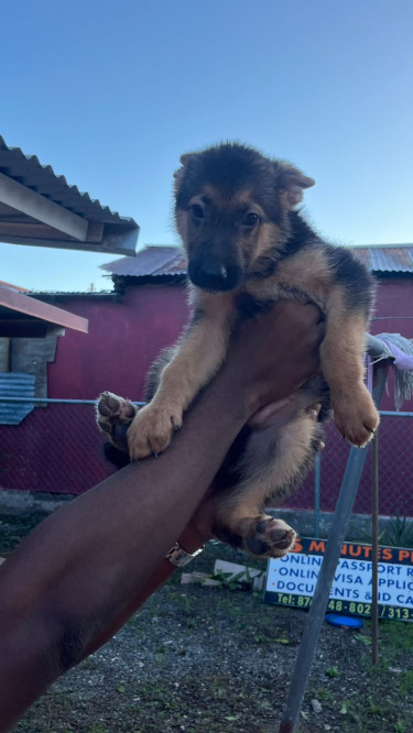 9 Week Old German Shepherd Pups For Sale!!!!