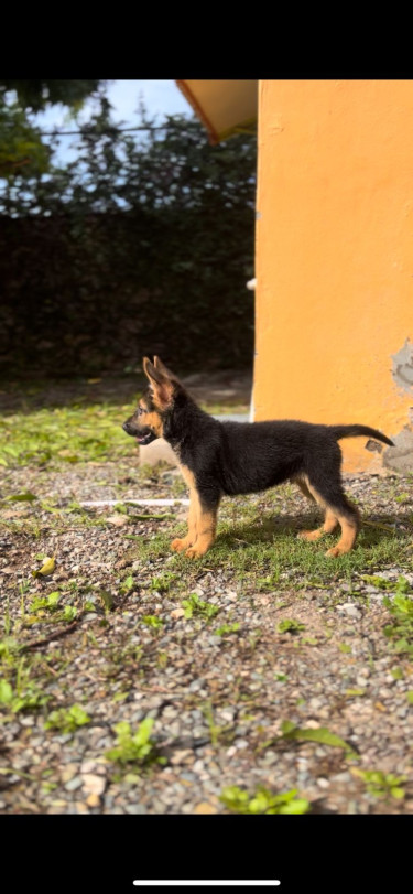 9 Week Old German Shepherd Pups For Sale!!!!