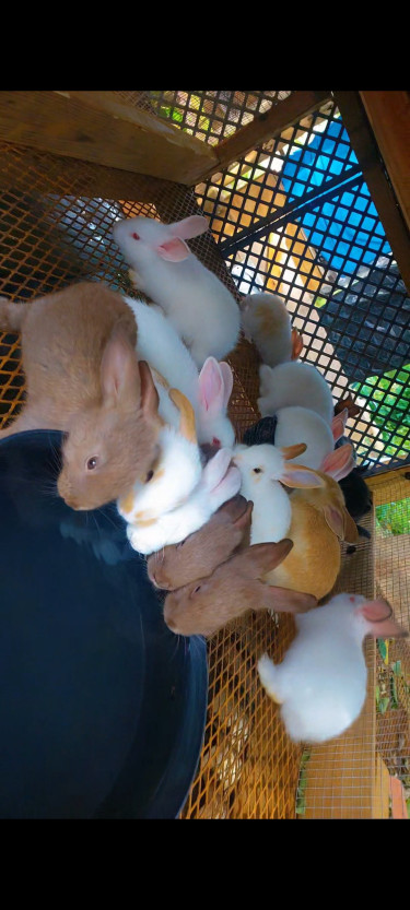 Giant Mix With New Zealand Etc Other Pets Spanish Town