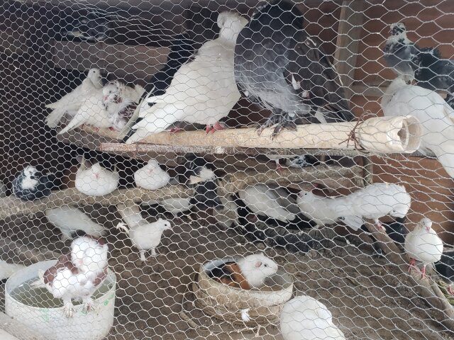 Pigeons Birds Kingston