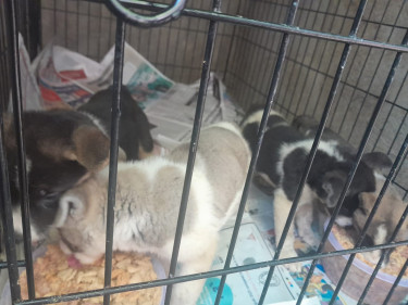 Akita Pups For Sale Dogs Old Harbour