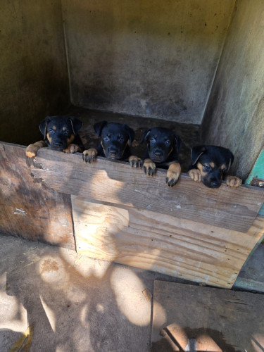 Rottweiler German Shepherd Mix Pups Dogs Kingston