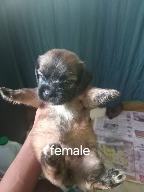 6 Shitzu Mixed With Pomeranian Pups For Sale