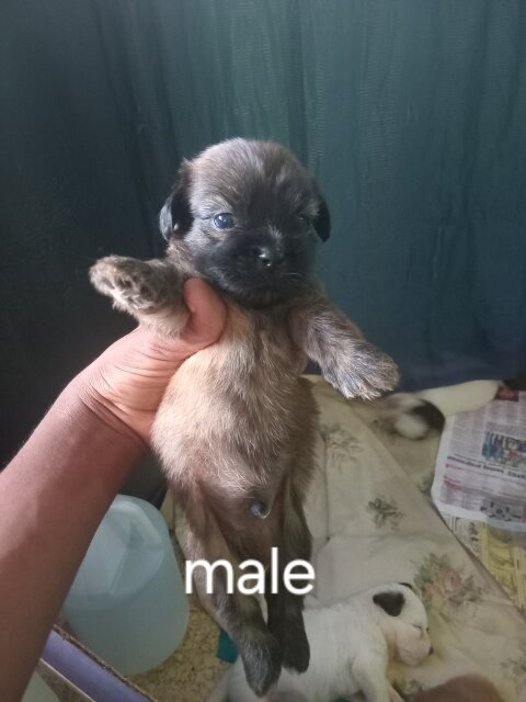 6 Shitzu Mixed With Pomeranian Pups For Sale