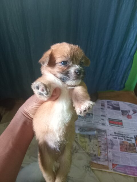 6 Shitzu Mixed With Pomeranian Pups For Sale Dogs Maypen