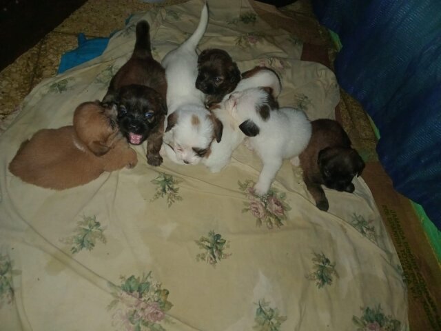 6 Shitzu Mixed With Pomeranian Pups For Sale