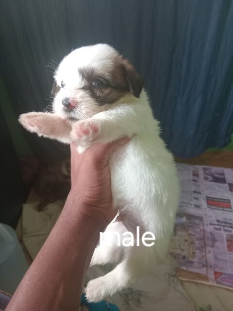 6 Shitzu Mixed With Pomeranian Pups For Sale