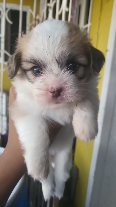 Shitzu Puppy For Sale Dogs Portmore 