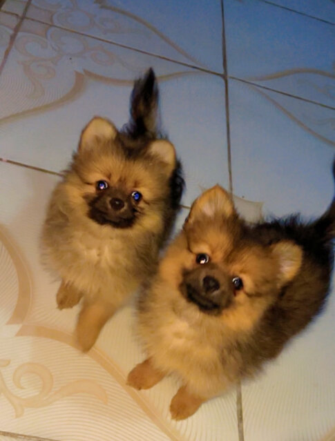 Male N Female Pameranian Puppies Available Dogs Greenwich Farm