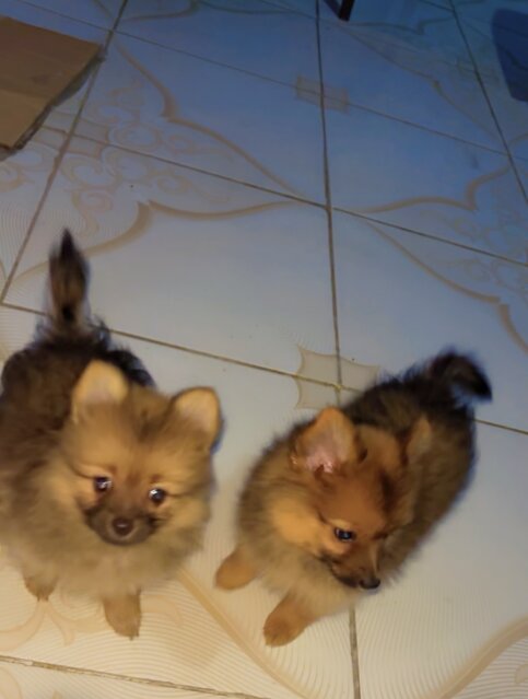 Male N Female Pameranian Puppies Available