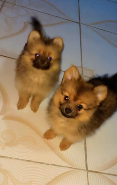 Male N Female Pameranian Puppies Available