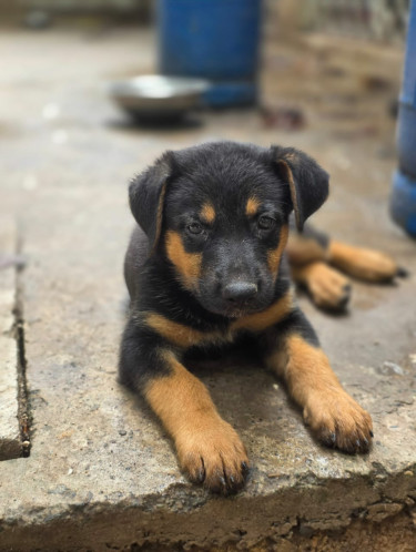 Rottweiler German Shepherd Mix