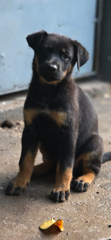 Rottweiler German Shepherd Mix