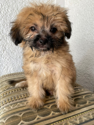 Pomeranian/shitzu Puppy  Dogs Portmore 