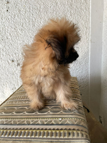 Pomeranian/shitzu Puppy 