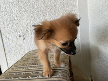 Pomeranian/shitzu Puppy 