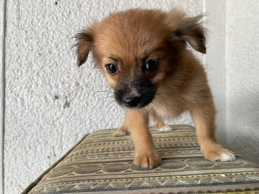 Pomeranian/shitzu Puppy 