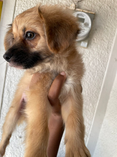 Pomeranian/shitzu Puppy 