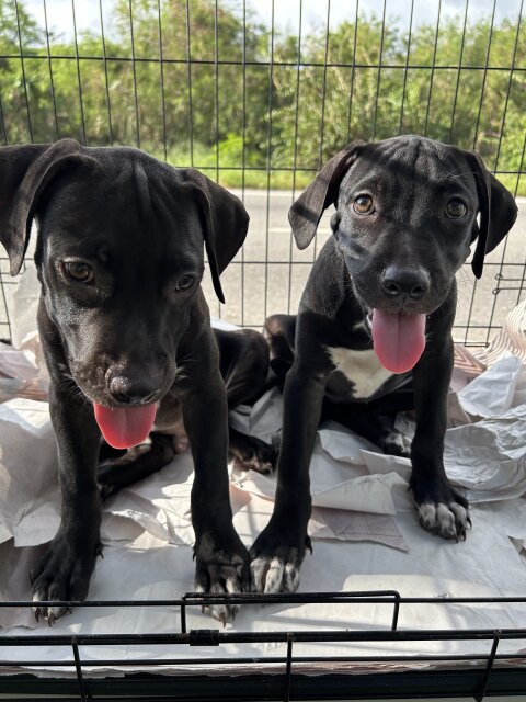 Female Purebred Pitbull