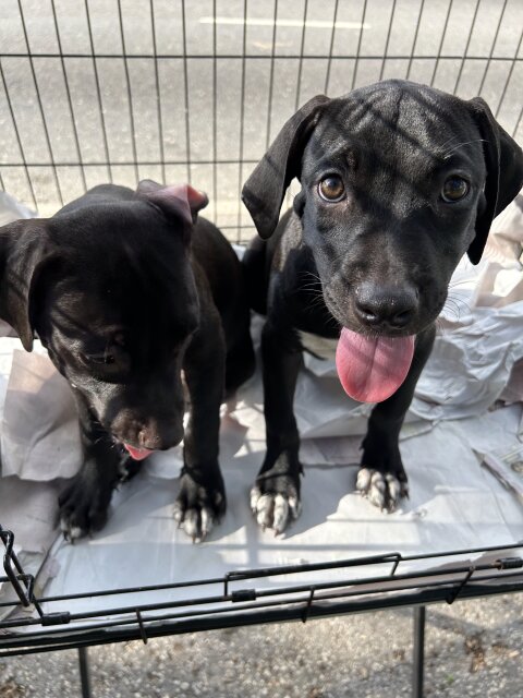 Female Purebred Pitbull Dogs Plantation Heights
