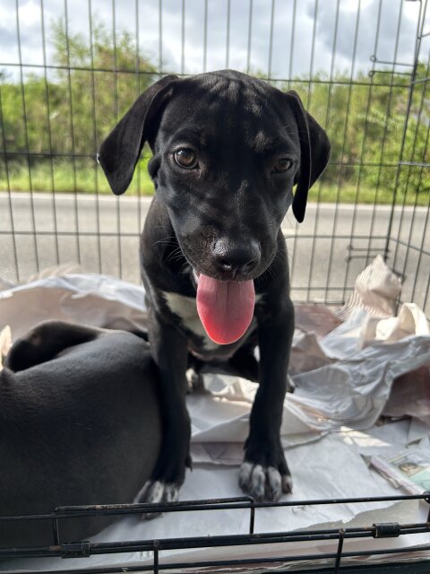 Female Purebred Pitbull