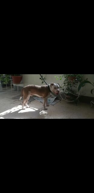 Male Pitbull Dogs Eastern