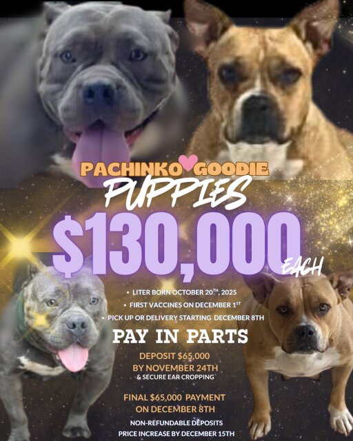 American Pocket Bullies Dogs Constant Spring