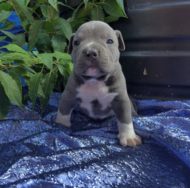 American Pocket Bullies