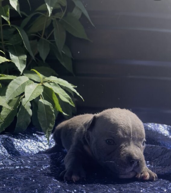 American Pocket Bullies