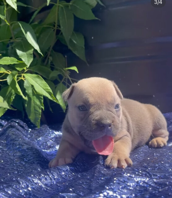 American Pocket Bullies