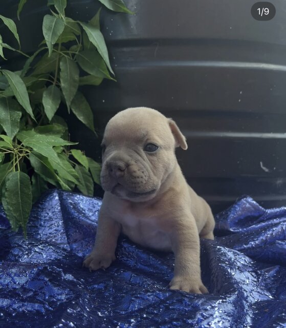 American Pocket Bullies