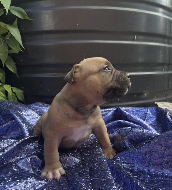 American Pocket Bullies