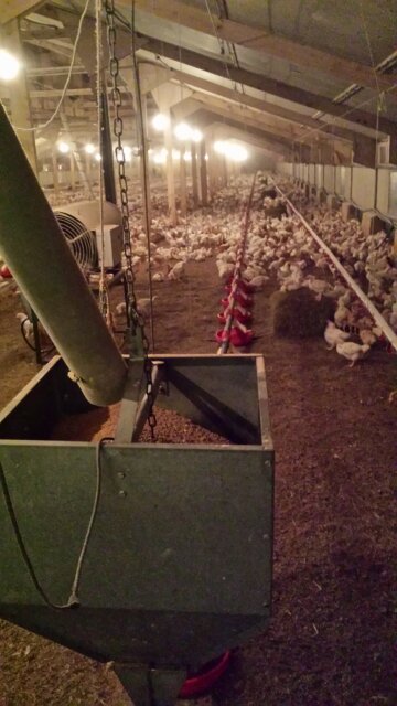 Poultry House Feed Equipment Other Market Santa Cruz