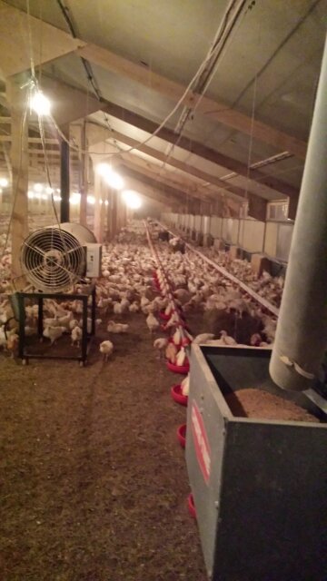 Poultry House Feed Equipment