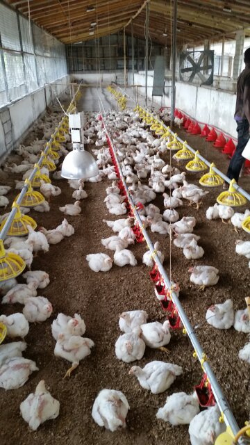 Poultry House Feed Equipment