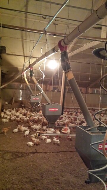 Poultry House Feed Equipment