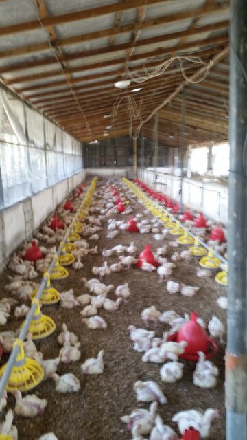 Poultry House Feed Equipment